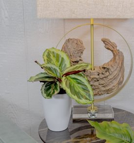 Color Full® Like a Prayer™ calathea