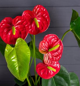 Painter's Palette Anthurium