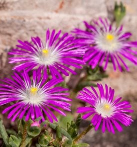 Starburst ice plant