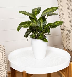 Color Full® Thoreau™ calathea