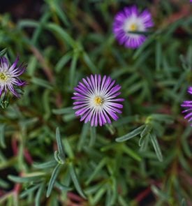 Wheels of Wonder™ Violet Wonder ice plant