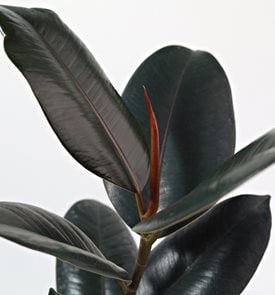 'Burgundy' rubber plant