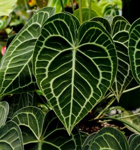 Velvet Cardboard Anthurium