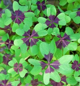 Lucky Clover, Oxalis Tetraphylla
Shutterstock.com
New York, NY