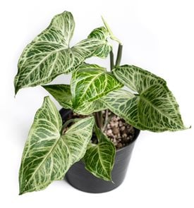 'Batik' arrowhead vine