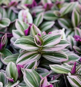 Nanouk Tradescantia