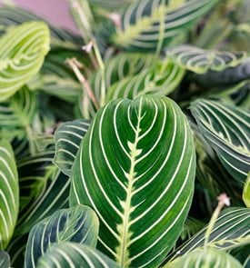 'Lemon Lime' Maranta