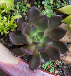 Black Prince Echeveria, Black Succulent
Shutterstock.com
New York, NY