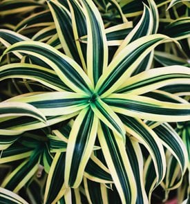 Lemon Lime Dragon Plant