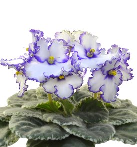 Lonestar Twilight African Violet