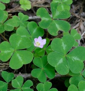 Redwood Sorrel, Oxalis Oregana
Shutterstock.com
New York, NY