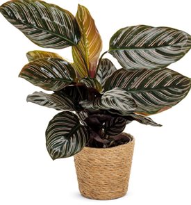 Color Full® Sanderiana