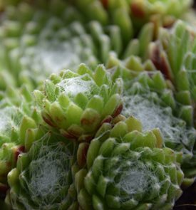 Cobweb Houseleek, Sempervivum Arachnoideum
Shutterstock.com
New York, NY