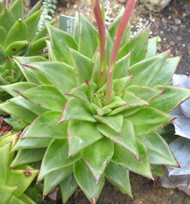 Echeveria Agavoides, Molded Wax Agave
Shutterstock.com
New York, NY