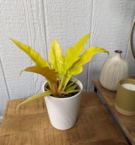 Prismacolor™ Golden Apple™ Philodendron