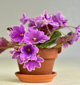 Icy Sunset African Violet