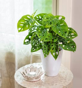 Mysteria® Adansonii™