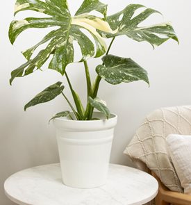 Mysteria® Spotsylvania™ Variegated Monstera