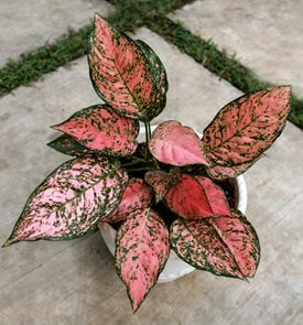 Lady Valentine Aglaonema
Shutterstock.com
New York, NY