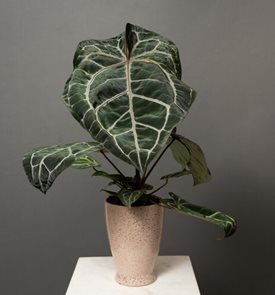 DocBlock® Michelle® Anthurium