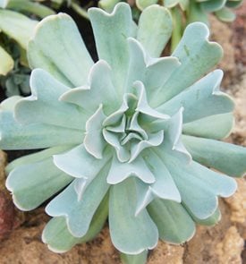Echeveria Runyonii, Silver Spoons Echeveria
Shutterstock.com
New York, NY