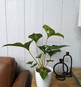 Arching Amour™ Follow Your Heart™ Anthurium