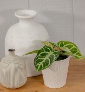 Arching Amour™ Heart's Desire™ Anthurium