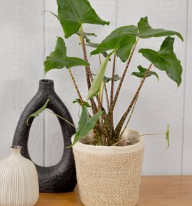 Mythic® Jungle Music™