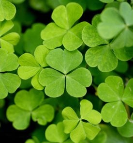 Lucky Shamrock, Oxalis Regnellii
Shutterstock.com
New York, NY