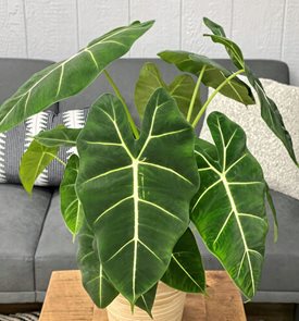 Alocasia Frydek