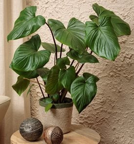 StyleLush™ Sea Turtle™ Maggy Homalomena