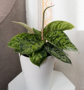 StyleLush™ Uplift™ Camouflage Homalomena