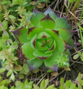Greenii Houseleek, Common Houseleek, Sempervivum Calcareum
Shutterstock.com
New York, NY
