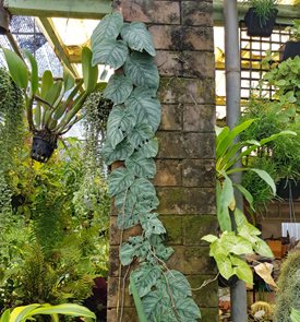Monstera Dubia, Shingle Plant
Shutterstock.com
New York, NY