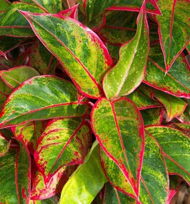Red Siam Aglaonema, Aglaonema, Chinese Evergreen
Shutterstock.com
New York, NY