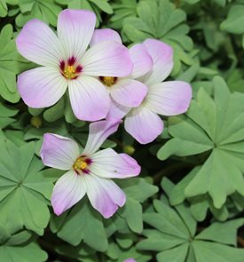 Silver Shamrock, Oxalis Adenophylla
Shutterstock.com
New York, NY
