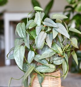 Cebu Blue Pothos, Epipremnum Pinnatum
Shutterstock.com
New York, NY