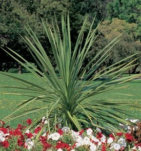 Spikes - Mountain Cabbage Tree - Dracaena
