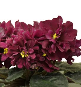 LE-Vega African Violet