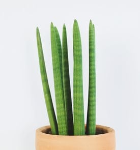 Cylindrical Snake Plant (S. cylindrica)