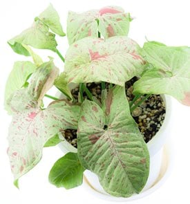 'Milk Confetti' arrowhead vine