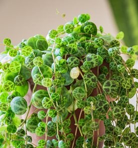 String Of Turtles Peperomia, Peperomia Prostrata
Shutterstock.com
New York, NY