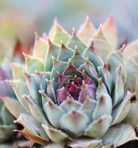 Sempervivum Succulent, Sunset Succulent
Shutterstock.com
New York, NY