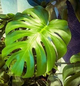 Lacy Tree Philodendron