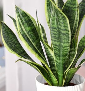 Large Snake Plant Repotting Guide