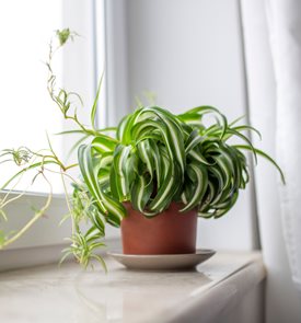 BONNIE SPIDER PLANT