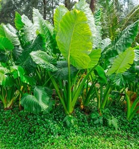 Giant taro
