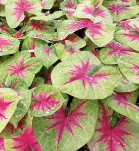 'Lemon Blush' caladium - Photo by: Proven Winners.