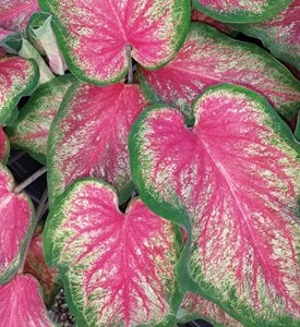 'Tickle Me Pink' caladium - Photo by: Proven Winners.