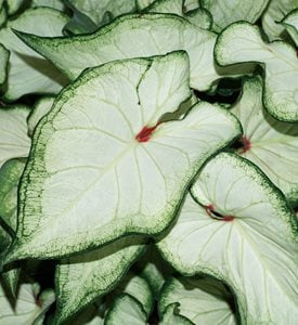 'White Wonder' caladium - Photo by: Proven Winners.